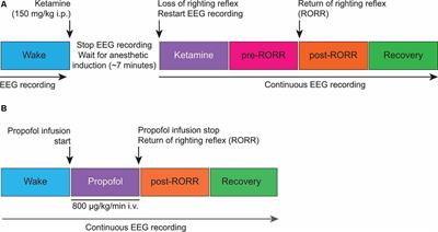 State-Dependent and Bandwidth-Specific Effects of Ketamine and Propofol on Electroencephalographic Complexity in Rats